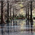 雲山水-水森林-2021-12-09.jpg