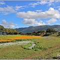 鳳林溪水岸花海-2022-01-30.jpg