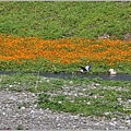 鳳林溪水岸花海-2022-01-25.jpg