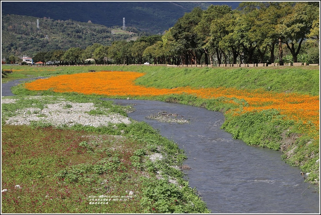 鳳林溪水岸花海-2022-01-37.jpg