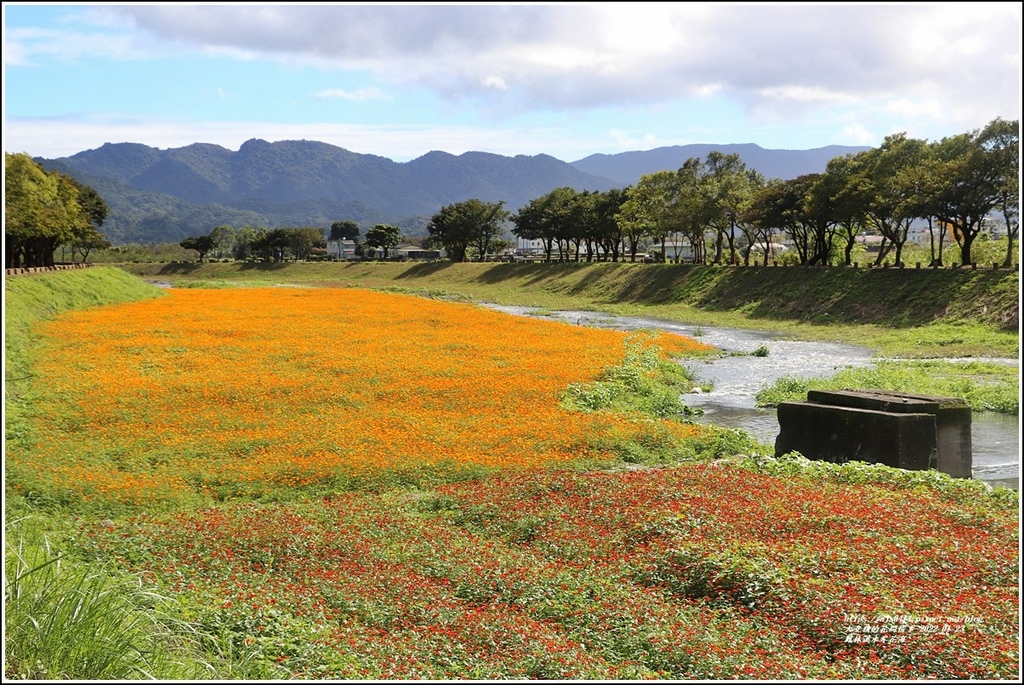 鳳林溪水岸花海-2022-01-53.jpg