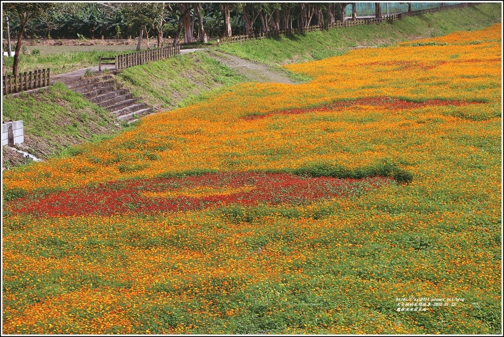 鳳林溪水岸花海-2022-01-86.jpg