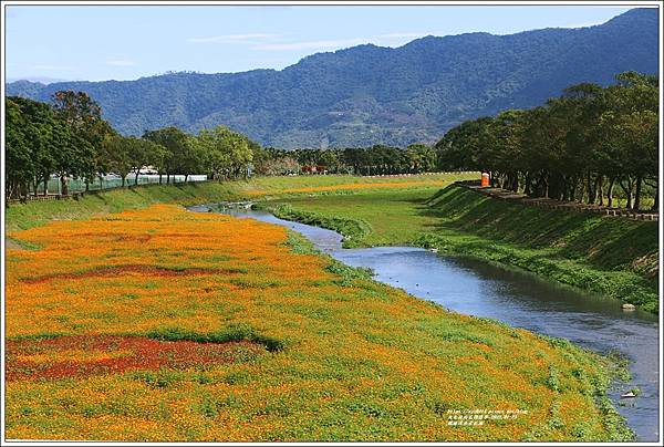 鳳林溪水岸花海-2022-01-84.jpg