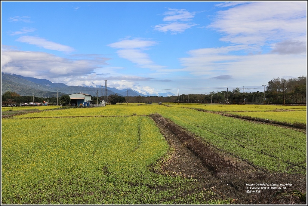 鳳林油菜花田-2022-01-01.jpg