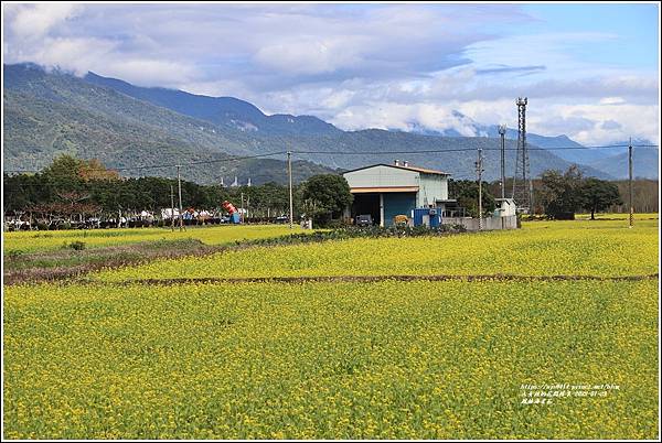 鳳林油菜花田-2022-01-02.jpg