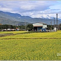 鳳林油菜花田-2022-01-02.jpg