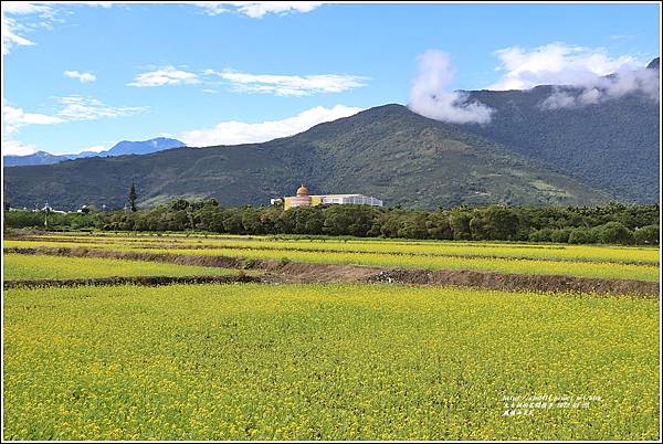 鳳林油菜花田-2022-01-06.jpg