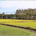 鳳林油菜花田-2022-01-03.jpg