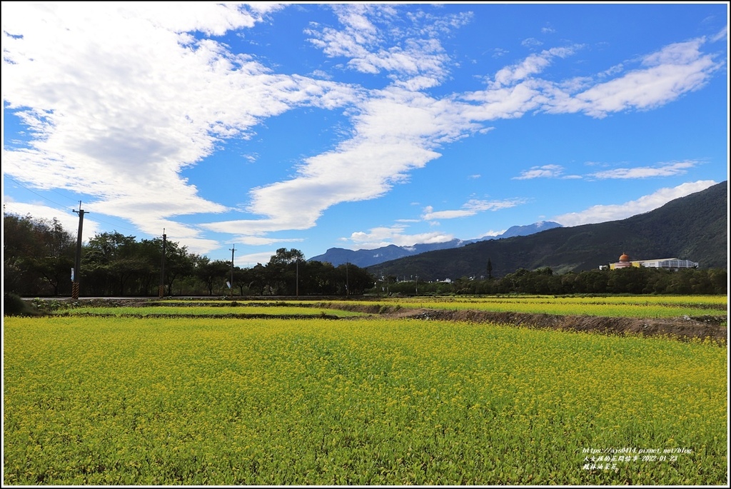 鳳林油菜花田-2022-01-09.jpg