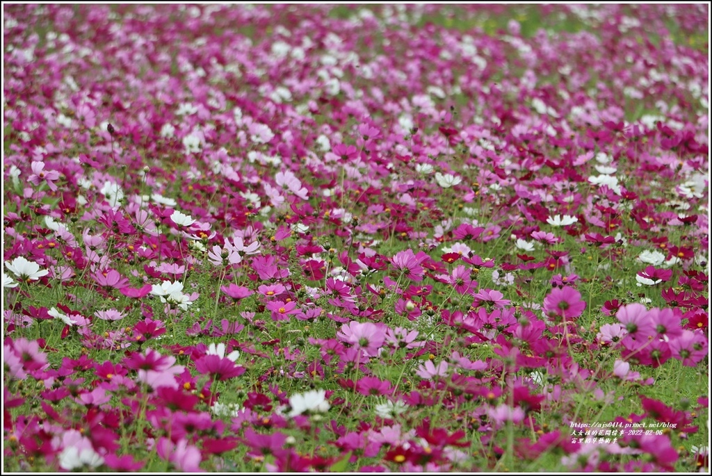 富里稻草藝術季-2022-02-04.jpg