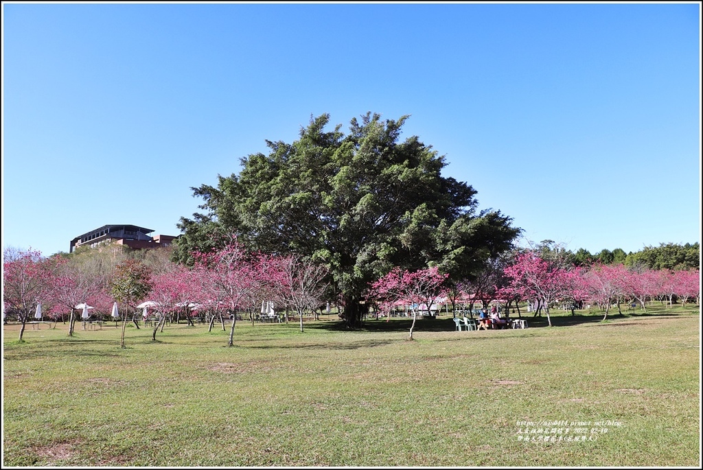 暨南大學櫻花季(花現暨大)-2022-02-01.jpg