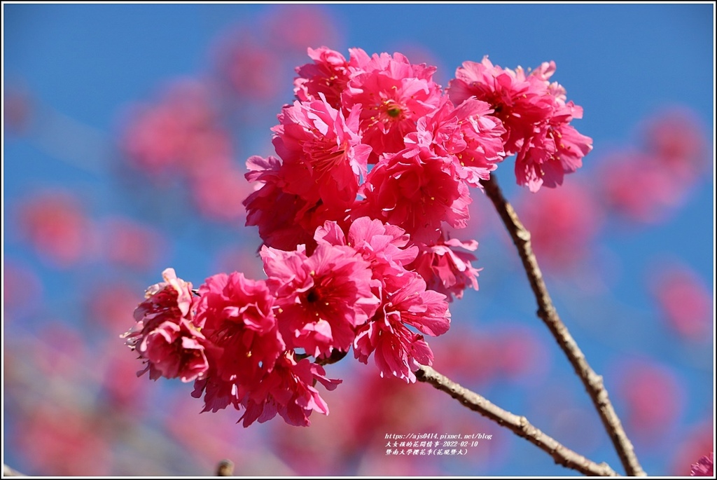 暨南大學櫻花季(花現暨大)-2022-02-02.jpg