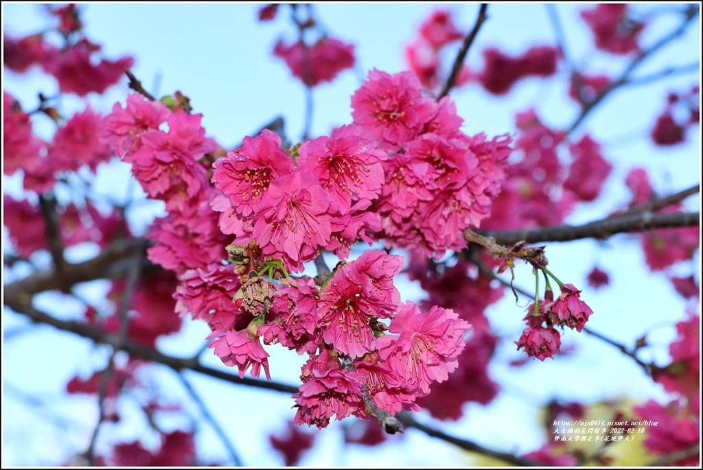 暨南大學櫻花季(花現暨大)-2022-02-09.jpg