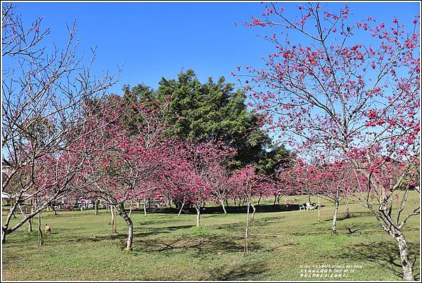 暨南大學櫻花季(花現暨大)-2022-02-10.jpg