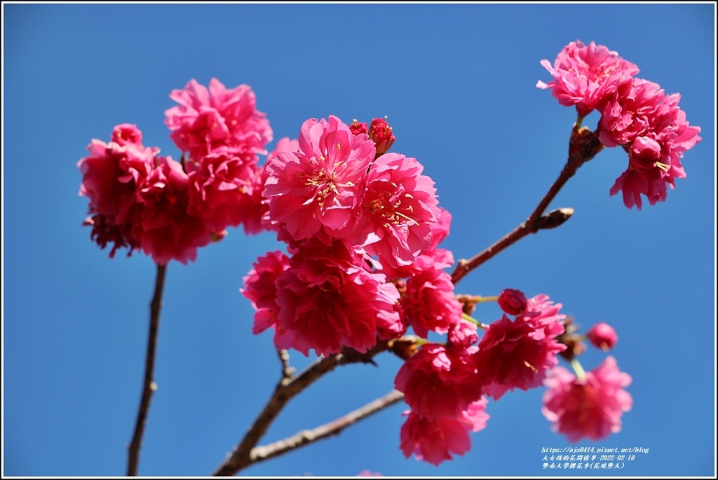 暨南大學櫻花季(花現暨大)-2022-02-14.jpg