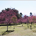 暨南大學櫻花季(花現暨大)-2022-02-18.jpg