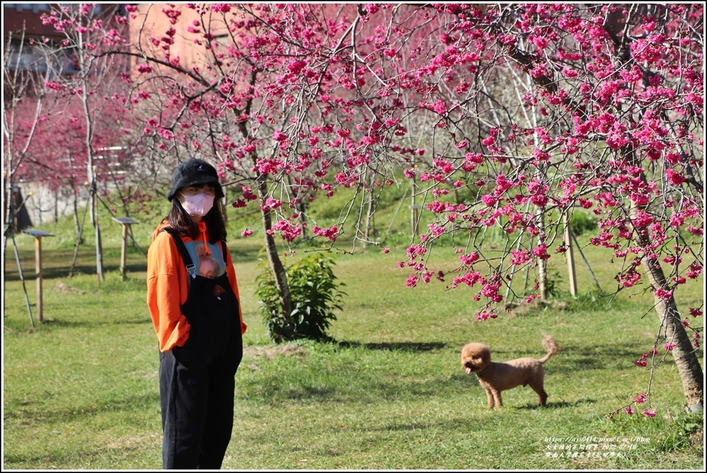 暨南大學櫻花季(花現暨大)-2022-02-36.jpg