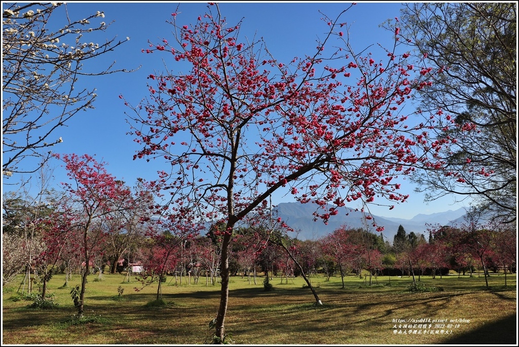 暨南大學櫻花季(花現暨大)-2022-02-46.jpg