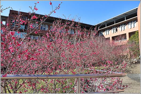 暨南大學櫻花季(花現暨大)-2022-02-52.jpg