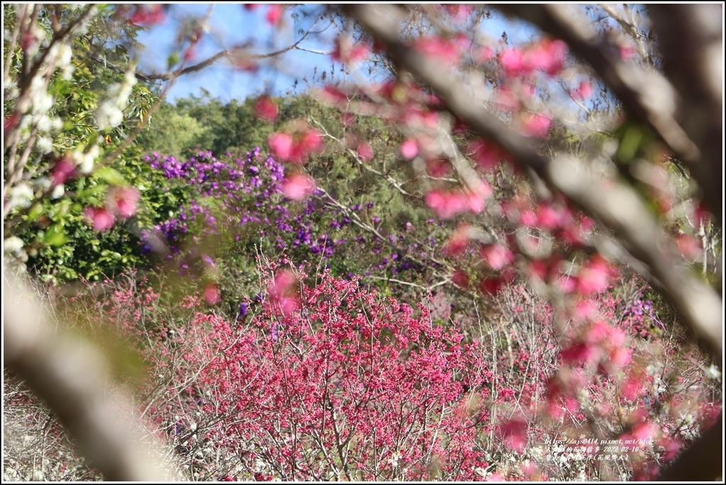 暨南大學櫻花季(花現暨大)-2022-02-55.jpg