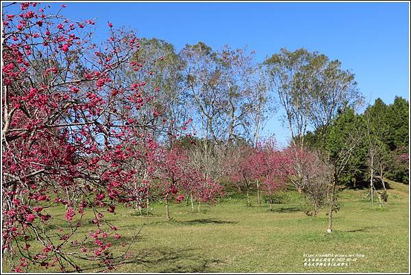 暨南大學櫻花季(花現暨大)-2022-02-63.jpg