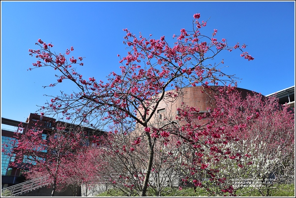 暨南大學櫻花季(花現暨大)-2022-02-57.jpg