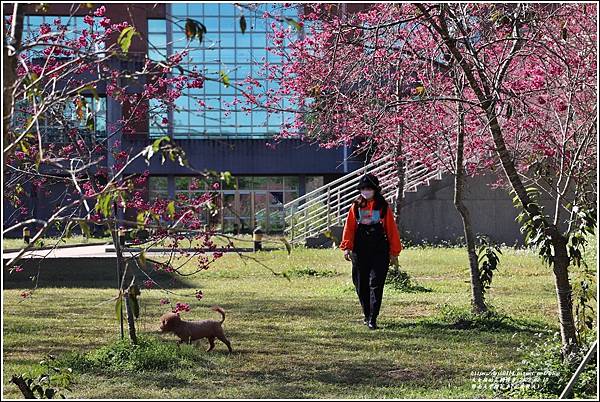 暨南大學櫻花季(花現暨大)-2022-02-62.jpg