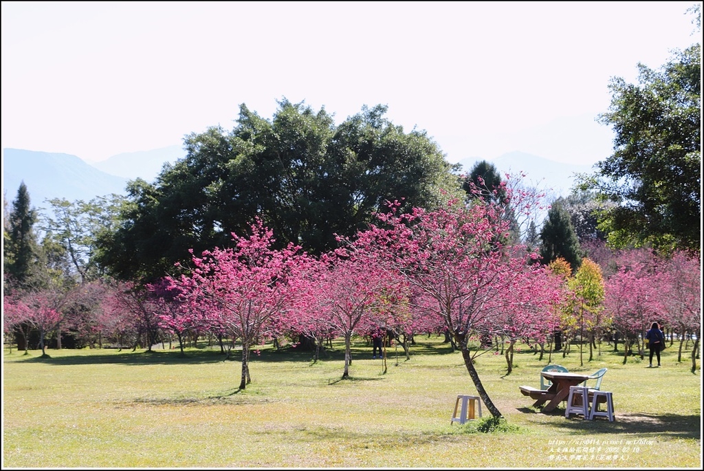 暨南大學櫻花季(花現暨大)-2022-02-70.jpg