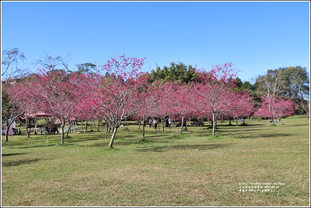 暨南大學櫻花季(花現暨大)-2022-02-71.jpg