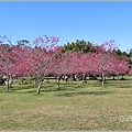 暨南大學櫻花季(花現暨大)-2022-02-71.jpg