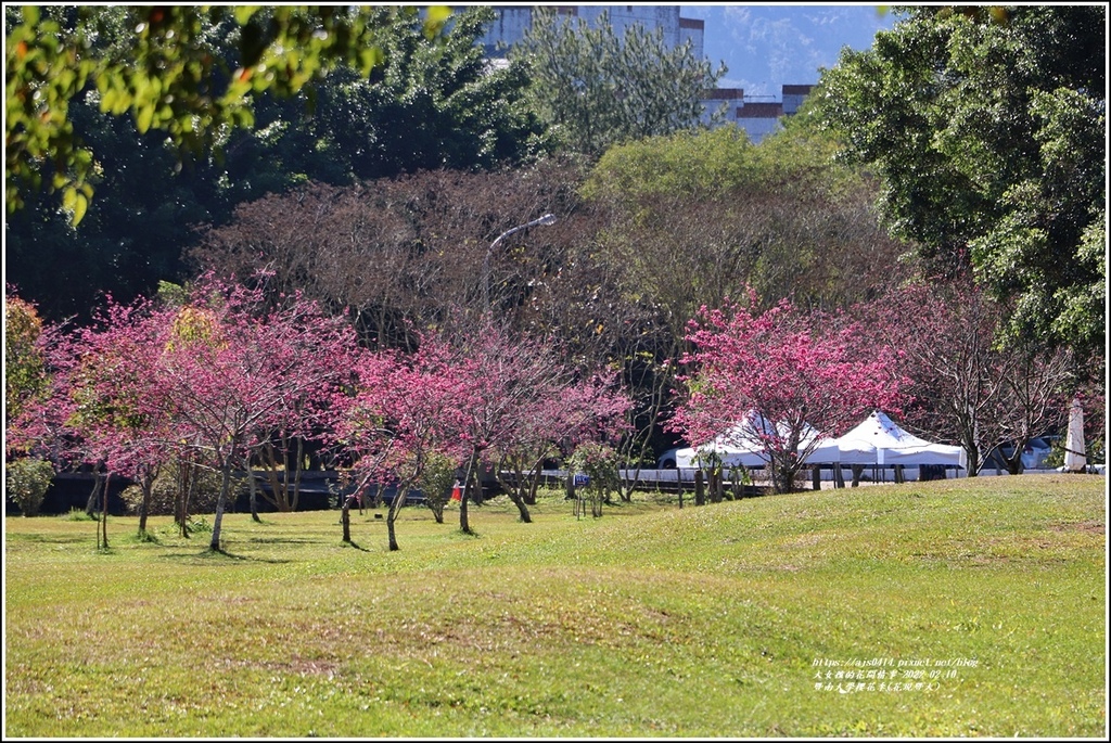 暨南大學櫻花季(花現暨大)-2022-02-75.jpg