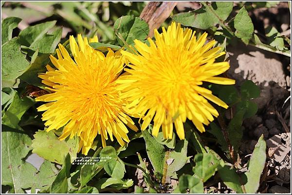 統一清境小瑞士花園 Swiss Garden-2022-02-03.jpg