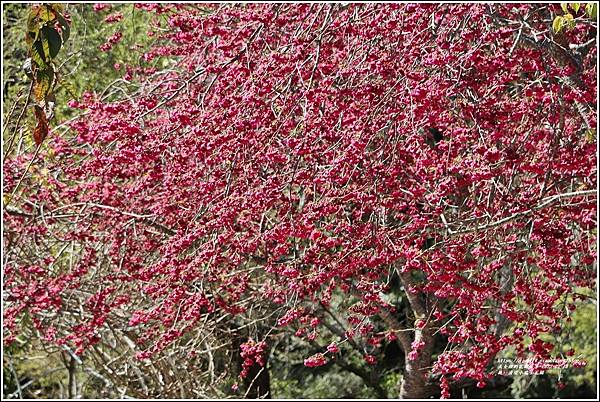 統一清境小瑞士花園 Swiss Garden-2022-02-15.jpg