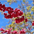 統一清境小瑞士花園 Swiss Garden-2022-02-23.jpg