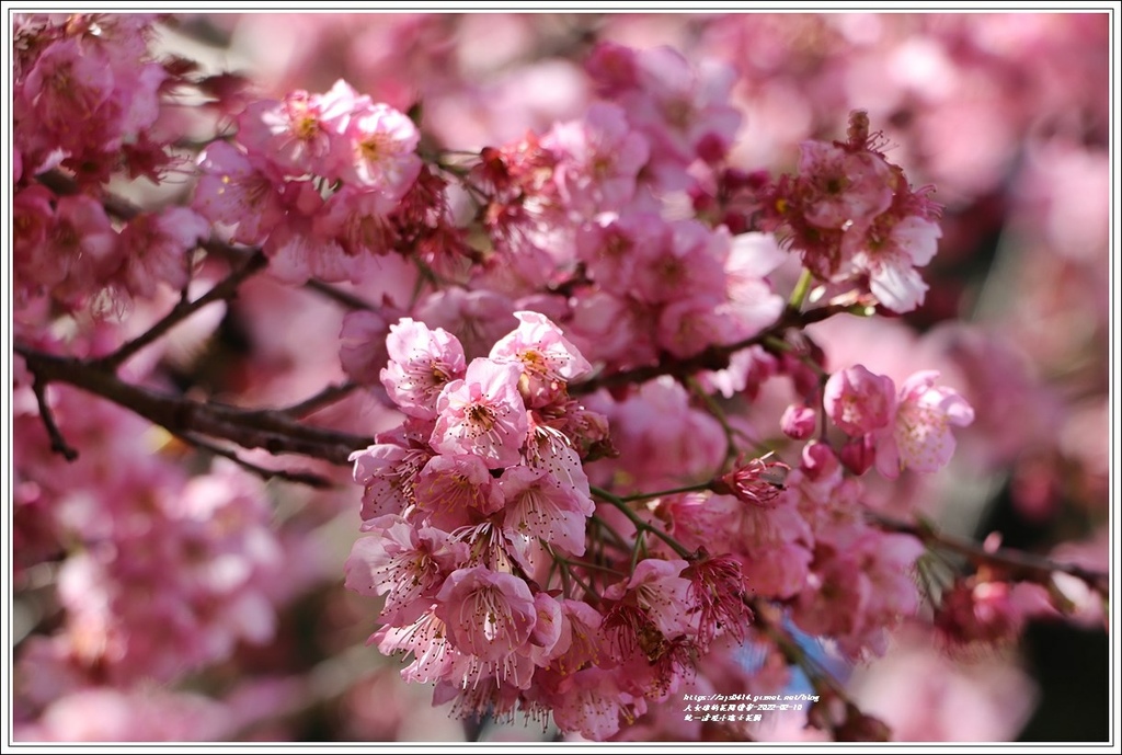 統一清境小瑞士花園 Swiss Garden-2022-02-31.jpg