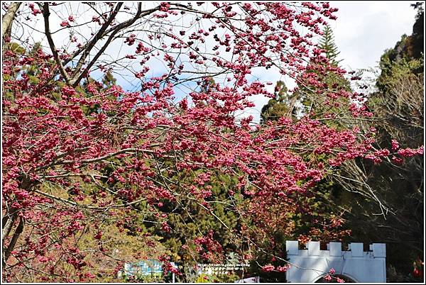 統一清境小瑞士花園 Swiss Garden-2022-02-68.jpg