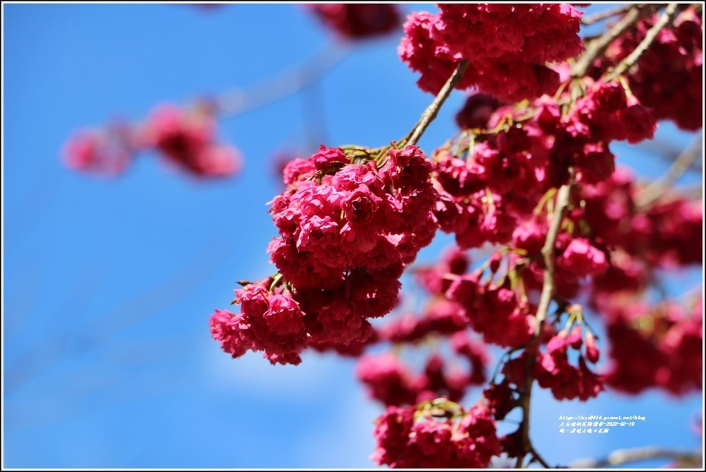 統一清境小瑞士花園 Swiss Garden-2022-02-71.jpg