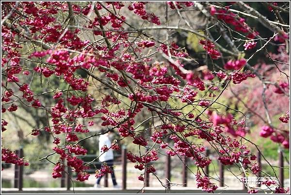 統一清境小瑞士花園 Swiss Garden-2022-02-78.jpg