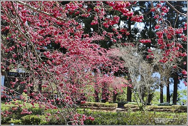 統一清境小瑞士花園 Swiss Garden-2022-02-106.jpg