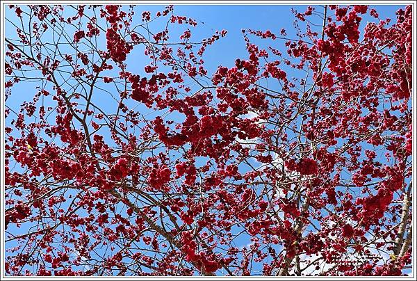 統一清境小瑞士花園 Swiss Garden-2022-02-135.jpg