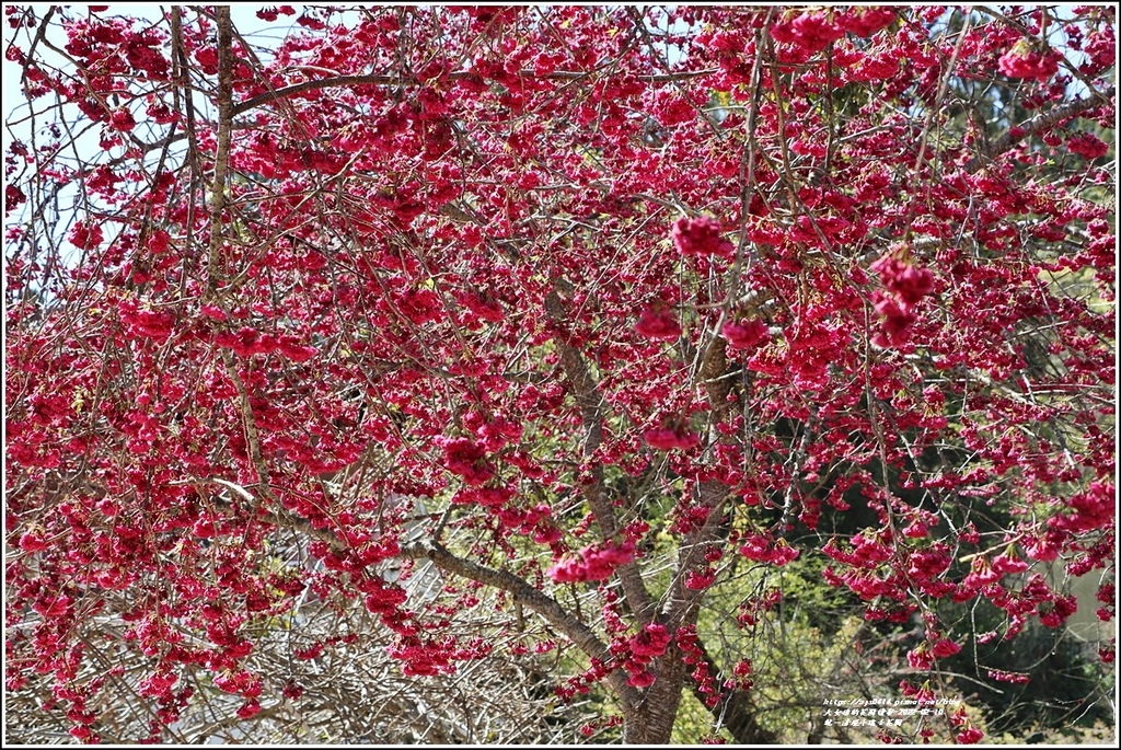 統一清境小瑞士花園 Swiss Garden-2022-02-133.jpg