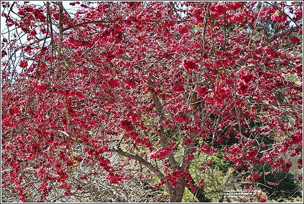 統一清境小瑞士花園 Swiss Garden-2022-02-133.jpg
