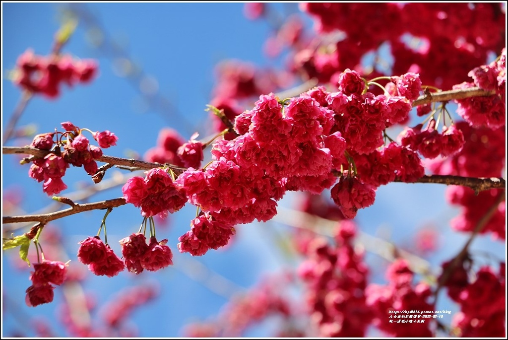 統一清境小瑞士花園 Swiss Garden-2022-02-140.jpg