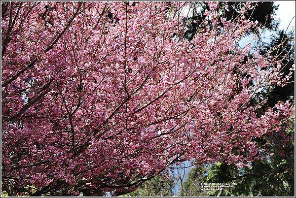 統一清境小瑞士花園 Swiss Garden-2022-02-147.jpg