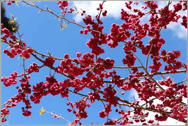 統一清境小瑞士花園 Swiss Garden-2022-02-144.jpg