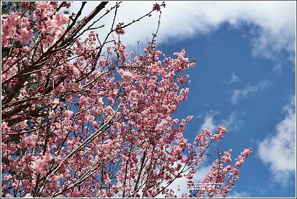 台14線清境路段富士櫻-2022-02-31.jpg