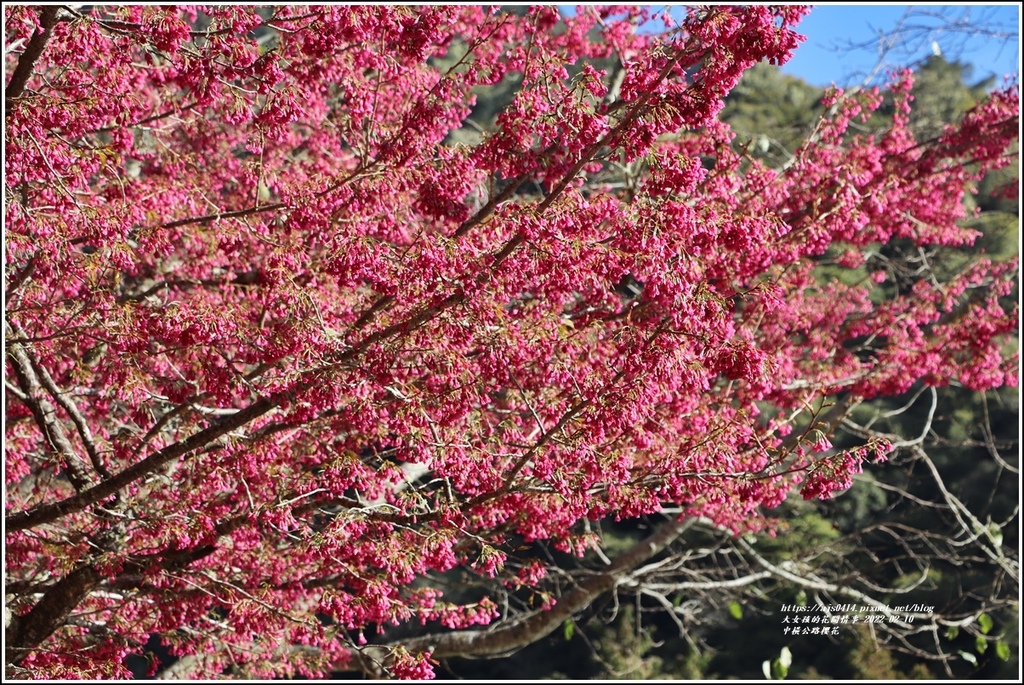 中橫公路(台8線)櫻花-2022-02-02.jpg