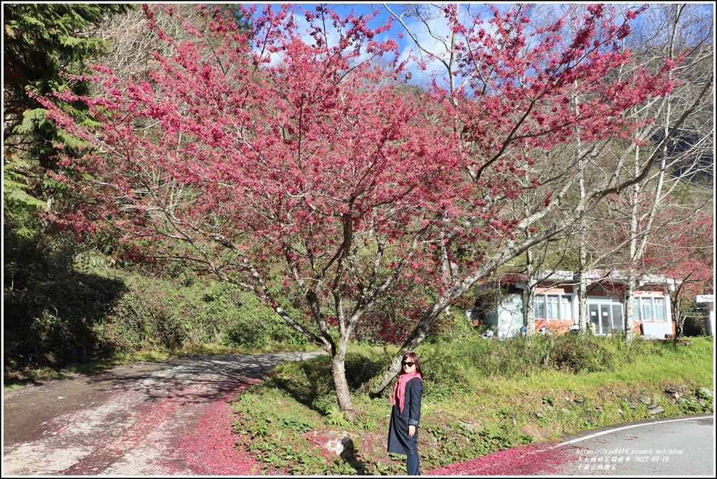 中橫公路(台8線)櫻花-2022-02-07.jpg