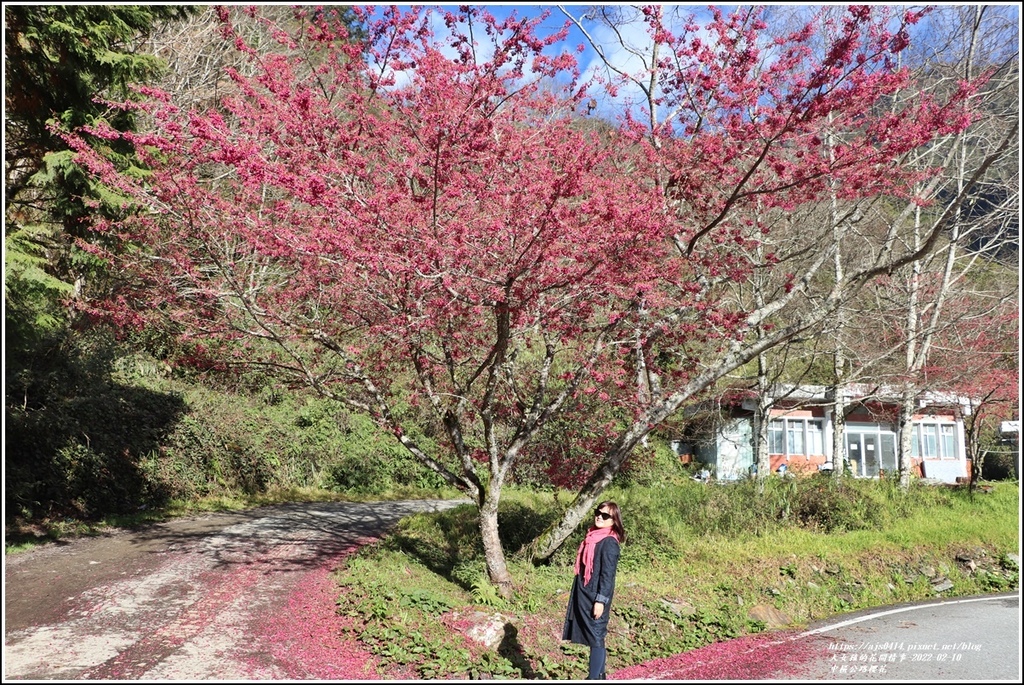 中橫公路(台8線)櫻花-2022-02-08.jpg