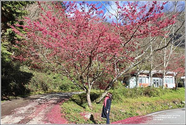 中橫公路(台8線)櫻花-2022-02-09.jpg